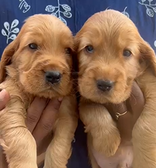 Order Female Cocker spaniel   Puppy from Chennai
